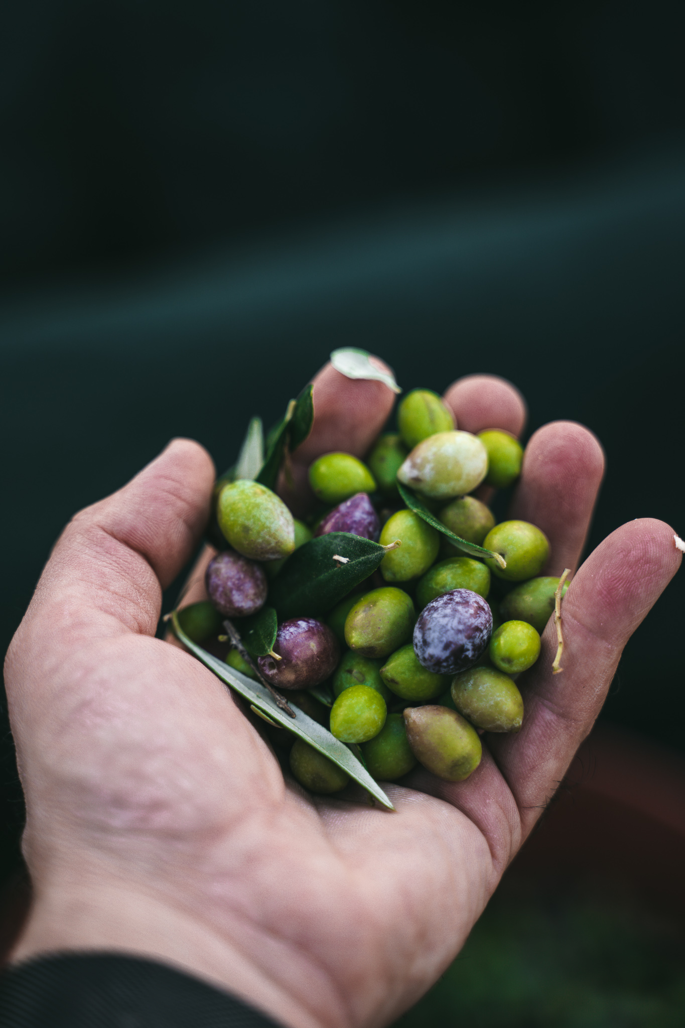 Dakry Extra Virgin Olive Oil from Methoni Messinia